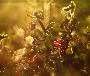 Bokeh, Wieczór, Łąka, Rośliny