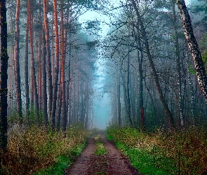 Mgła, Poranek, Las, Droga