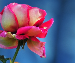 Piękna, Róża, Różowa
