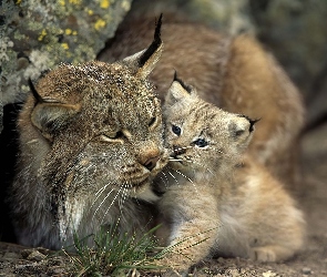 Mama, Małe, Ryś