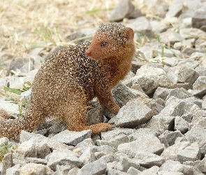 Mangusta, Kamienie