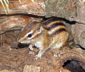Chipmunk, Skały