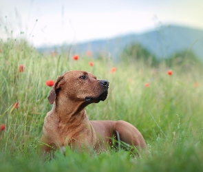 Rhodesian ridgeback