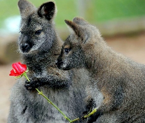 Kwiatek, Kangury