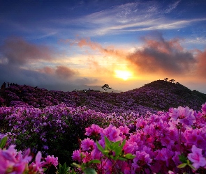 Zachód słońca, Wzgórze, Kwiaty