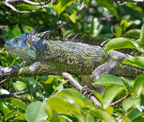 Gałęzie, Liście, Iguana