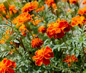 Pomarańczowe, Aksamitki, Kwiatki