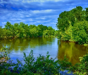 Jezioro, Drzewa