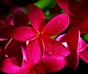 Wody, Krople, Plumeria, Czerwona