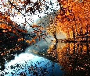 Drzewa, Rzeka, Jesień, Mgła