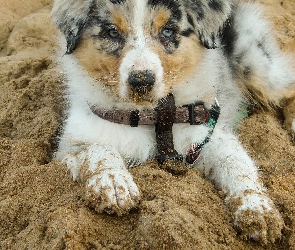 Szczeniak, Owczarek australijski-australian shepherd