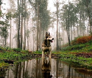 Pies, Kałuża, Las, Jesień, Alaskan Malamute