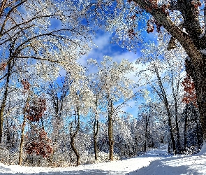 Zima, Drzewa, Ośnieżone, Droga