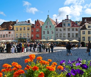 Estonia, Tallin, Kwiaty, Domy, Ludzie, Rynek