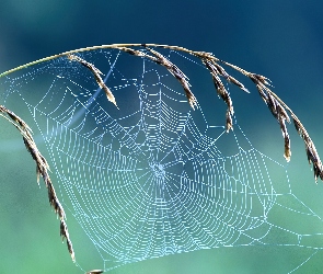 Trawa, pajęczyna, źdźbło