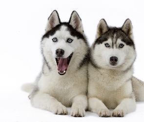 Szczeniaki, Siberian Husky, Dwa