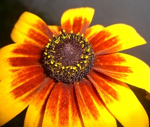 Kwiat, Płatki, Rudbekia, Dwubarwne
