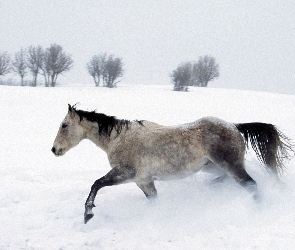 śnieg, drzewa, Koń