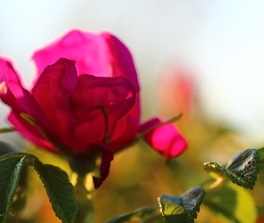 Róża, Liście, Kwiat