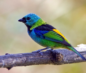 Ptak, Gałązka, Szkarłatny, Tanager, Kolorowy
