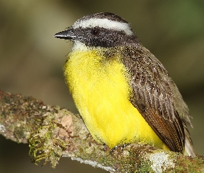 Myiozetetes, Konar, Ptaszek