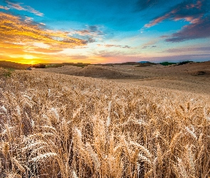 Zboże, Pola, Zachód, Słońca