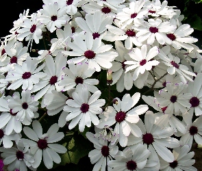 Biała, Cyneraria