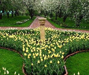 Tulipany, Żółte, Park, Wiosna
