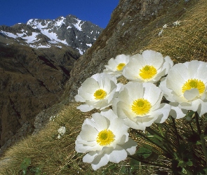 Góry, Park Narodoey, Nowa Zelandia, Kwiaty