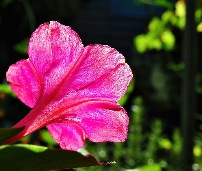 Dziwaczek, Różowy, Jalapa, Mirabilis