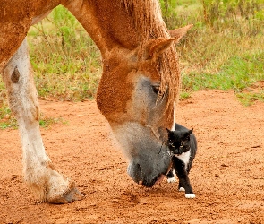 Koń, Kot