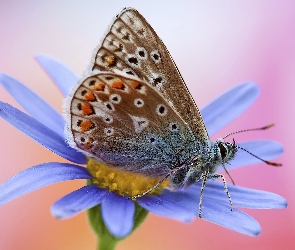 Modraszek, Kwiat, Motyl