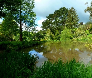 Drzewa, Lato, Park, Staw