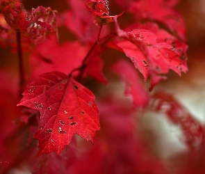 Czerwone, Jesienne, liście