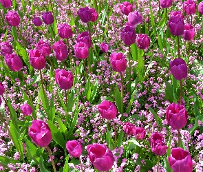 Różowe, Tulipany, Kwiaty