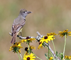 Rudbekia, Gajówka