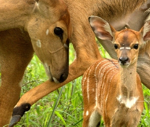 Antylopy, Bongo