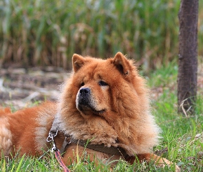 Pies, Trawa, Chow chow