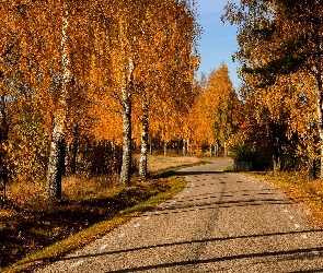 Droga, Jesień, Brzozy