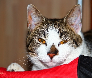 Miodowe, Oczy, Kot