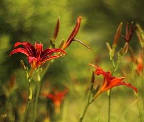 Liliowce, Czerwone