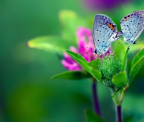 Motyle, Zieleń, Kwiat