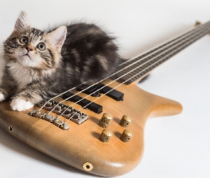 Gitara, Kot