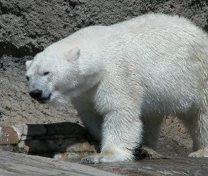 Niedźwiedź, Skały, Polarny