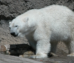 Polarny, Skały, Niedźwiedź