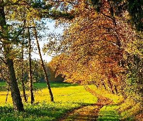 Drzewa, Droga, Jesień, Las