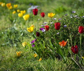 Ogródek, Tulipany