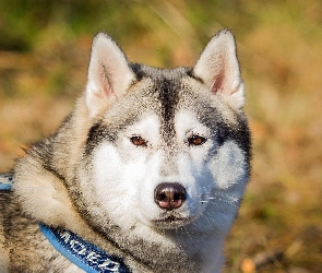 Siberian Husky, Głowa