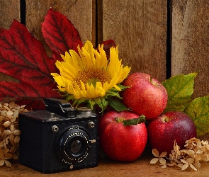 Liście, Jabłka, Fotograficzny, Aparat, Brownie, Słonecznik