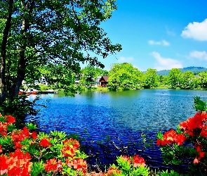 Jezioro, Rododendrony, Kwitnące